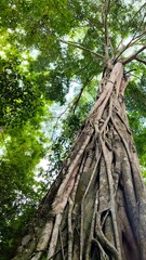 Low angle view of old tree at Kuang Si waterfall in Luang Prabang, Laos, Asia tourism