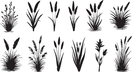 Black and white grass vector set: ornamental grasses, plants, and botanical illustrations eps silhouette