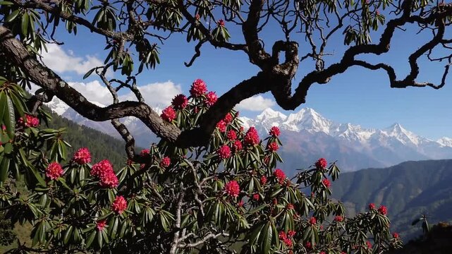 Scenic Vista Through Rhododendron Tree Branches Towards the Stunning Annapurna Himalayan Mountain Range from the Poon Hill Trekking Route in Nepal