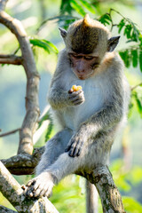 Macaca fascicularis (Monyet kra, kera ekor panjang, monyet ekor panjang) on the tree. These monkeys often form groups of up to 20-30 individuals.