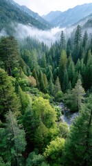 Obraz premium Misty Mountain Forest with River Valley