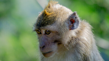 Macaca fascicularis (Monyet kra, kera ekor panjang, monyet ekor panjang) on the tree. These monkeys often form groups of up to 20-30 individuals.
