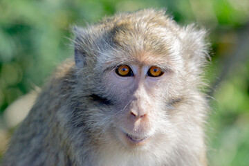 Macaca fascicularis (Monyet kra, kera ekor panjang, monyet ekor panjang) on the tree. These monkeys often form groups of up to 20-30 individuals.