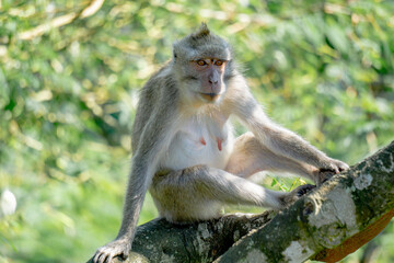 Macaca fascicularis (Monyet kra, kera ekor panjang, monyet ekor panjang) on the tree. These monkeys...
