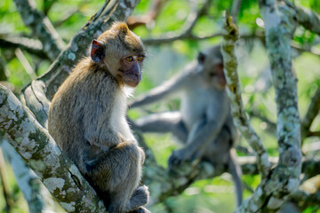 Macaca fascicularis (Monyet kra, kera ekor panjang, monyet ekor panjang) on the tree. These monkeys often form groups of up to 20-30 individuals.