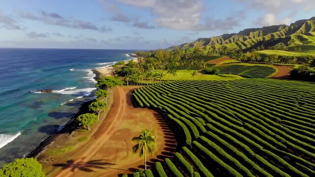 Elevated Perspective of Neatly Arranged Coffee Cultivation Rows Near Sunny Ocean Coastline