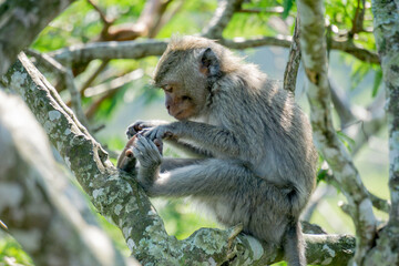 Macaca fascicularis (Monyet kra, kera ekor panjang, monyet ekor panjang) on the tree. These monkeys often form groups of up to 20-30 individuals.