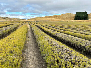 Serene landscape of lavender fields under cloudy sky for nature and agriculture design