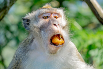Macaca fascicularis (Monyet kra, kera ekor panjang, monyet ekor panjang) on the tree. These monkeys often form groups of up to 20-30 individuals.