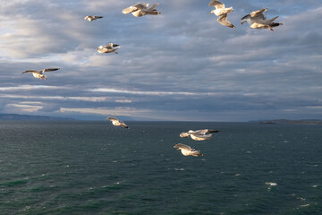 seagulls glide gracefully over deep blue ocean as gentle waves lap against shore. sky features mix clouds, creating serene atmosphere during late afternoon. close up.