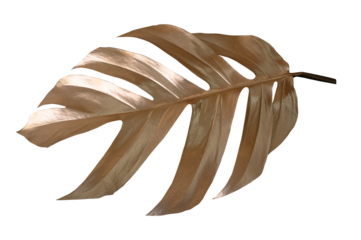 Golden tropical leaf PNG on transparent background Abstract monstera leaf decoration design, PNG.(PHOTO)