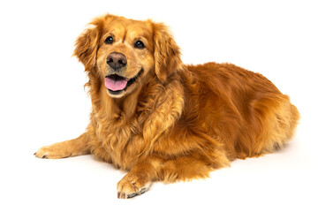 Golden Retriever Dog Lying Down on White Studio Background