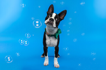 Boston Terrier Dog Standing with Head Tilt and Bubbles on Blue Background