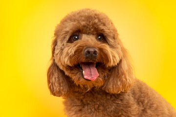 Close-Up Portrait of Happy Poodle Dog on Yellow Background