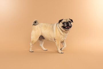 Obraz premium Happy Pug Dog Standing on Warm Beige Background