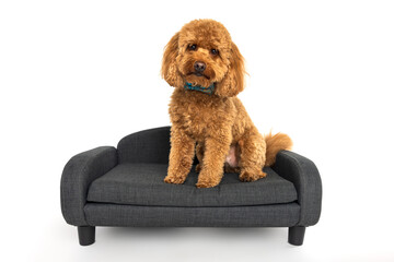 Adorable Poodle Dog Sitting on Small Gray Sofa