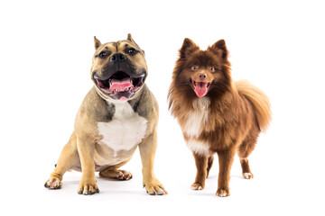 American Bully and Chihuahua Together