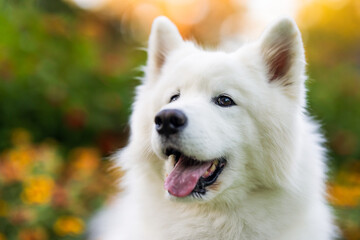 Smiling Samoyed in Garden Close-Up