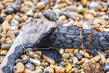 Debris on the beach