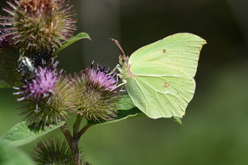 Gonepteryx rhamni | Citron