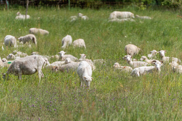 A flock of sheep grazes in a field filled with wildflowers. Some rest while others eat the lush...