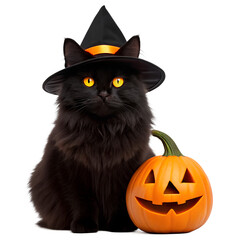 Fluffy black cat wearing a witch hat and sitting next to a carved halloween pumpkin isolated on transparent background