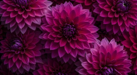 Obraz premium Tapestería de finales de otoño de Dahlia Pink Dahlia de color púrpura profundo.