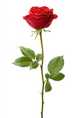 Single red rose with stem and leaves against white background