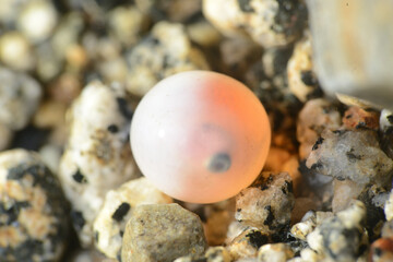 水中で観察したサケの卵