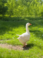 White Goose Standing on Green Grass in Nature