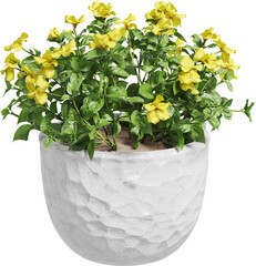 Perspective view of potted houseplant - Hibiscus