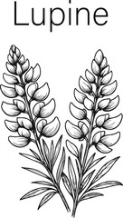 Lupine Flower Botanical Vector Illustration – Hand Drawn Wildflower Design