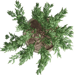 Top view of potted houseplant - Evergemensis
