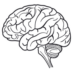 human brain vector