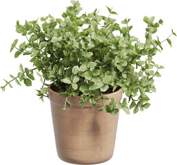 Perspective view of potted houseplant - Callisia Repens Care
