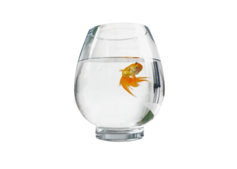  Goldfish floating in glass sphere and on a free png background