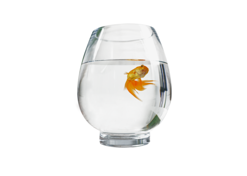  Goldfish floating in glass sphere and on a free png background