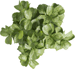 Fototapeta premium Top view of potted houseplant - Fiddle Leaf - Ficus Lyrata