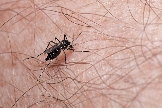 Un moustique tigre (Aedes albopictus) en train de piquer la main d'un sujet humain
