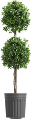 Side view of potted houseplant - Laurus Nobilis