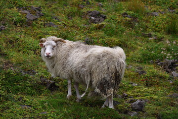 Close-up of an Icelandic sheep with long thick wool and curved horns standing on rocky grassy...