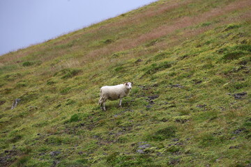 Obraz premium Single Icelandic sheep standing on a steep green slope, looking towards the camera, with cloudy sky in the background.