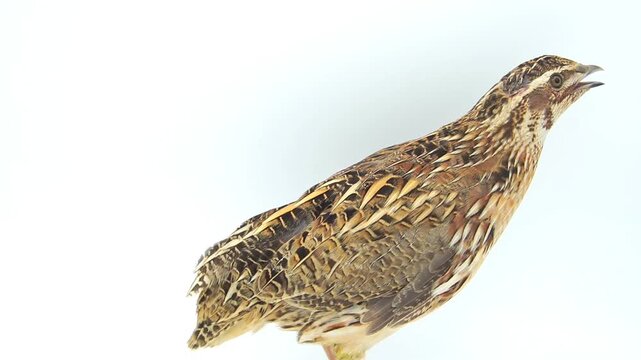 Quail Bird on a White Background [Coturnix coturnix] 120fps Slow Motion 4K Footage
