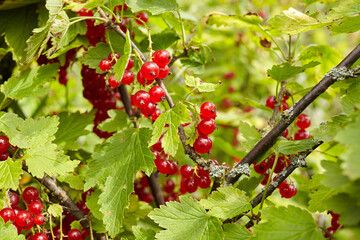Vibrant red currants hanging from lush green leaves, showcasing the beauty of nature's bounty in a garden setting, perfect for culinary or gardening themes