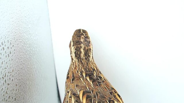 Quail Bird on a White Background [Coturnix coturnix] 120fps Slow Motion 4K Footage
