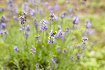 Lavender flowers blooming in a lush green garden, showcasing delicate purple petals and vibrant foliage, creating a serene and tranquil atmosphere in nature