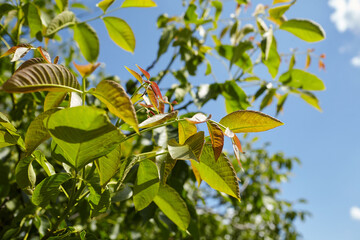Green leaves of a tree basking in sunlight against a clear blue sky, showcasing vibrant foliage and natural beauty in a serene outdoor environment