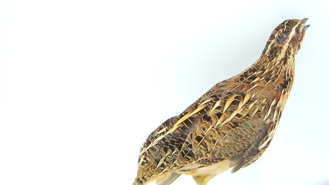 Quail Bird on a White Background [Coturnix coturnix] 120fps Slow Motion 4K Footage