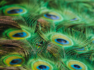 Naklejka premium Vibrant peacock feathers displaying intricate patterns and colors for nature enthusiasts to admire at close range