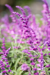 close up of lavender